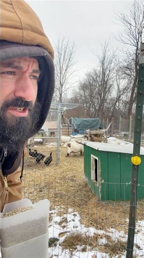 How to call a goat like a pro #goats #farmer #homestead #funny