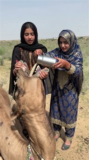 Two Village Girls Caring for a Camel — A Heartwarming Rural Moment 🐪❤️