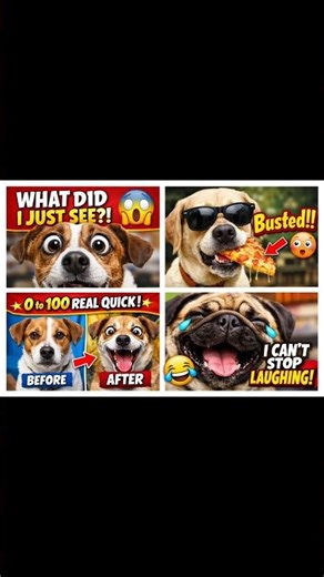 dogesh dog meme templates #dog #meme #fyb #fyp