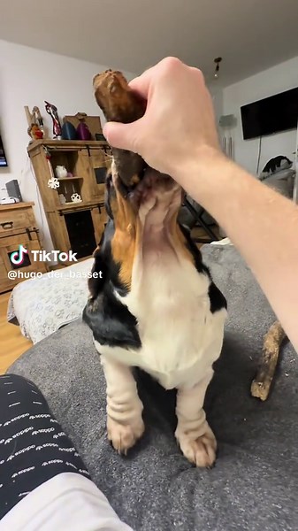 Basset Hound Adventures: Cute Puppy Moments