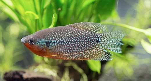 Mosaikfadenfisch (Trichogaster leeri) - Schwarm, Futter & Zucht