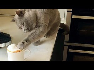 I Filmed My Cat Drinking Coffee for 30 Days and the Results Will SHOCK You!
