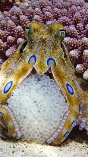 Octopus giving birth in 4K reel