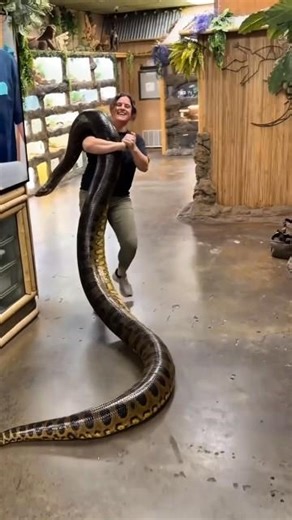 How big an Anaconda can be