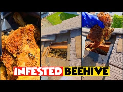 This Is What An Exterminated Beehive Looks Like...
