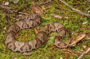 The 4 Most Notable Snake Bite Incidents in North Carolina This Year