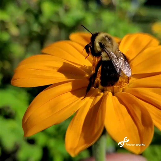 Molecular farming teams demand 𝗲𝘅𝗰𝗲𝗽𝘁𝗶𝗼𝗻𝗮𝗹 𝘁𝗿𝗮𝗰𝗲𝗮𝗯𝗶𝗹𝗶𝘁𝘆 𝗳𝗼𝗿 𝘀𝗲𝗲𝗱 𝗹𝗼𝘁𝘀, 𝗴𝗿𝗼𝘄𝘁𝗵 𝗰𝗼𝗻𝗱𝗶𝘁𝗶𝗼𝗻𝘀, 𝗵𝗮𝗿𝘃𝗲𝘀𝘁𝘀, 𝗲𝘅𝘁𝗿𝗮𝗰𝘁𝗶𝗼𝗻𝘀, 𝗮𝗻𝗱 𝗾𝘂𝗮𝗹𝗶𝘁𝘆 𝗰𝗼𝗻𝘁𝗿𝗼𝗹. Freezerworks links your inventory to metadata and outcomes, allowing you to scale smoothly and efficiently. Think your workflow needs some help? Let us know! ➡️https://www.freezerworks.com/contact-us #MolecularFarming #Bioprocess #GMP #Traceability #Biotech #labs | Freezerworks