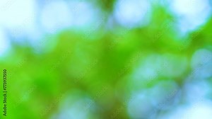 Spring green sessile oak leaves in a forest in the village of Liendo. Liendo Valley in the Eastern Coastal Mountains. Cantabrian Sea. Autonomous community of Cantabria, Spain, Europe