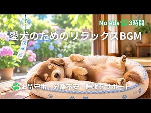 【3時間・広告なし🐾】愛犬が安心して眠るリラックスBGM | やさしい風鈴の音色と共に🎐