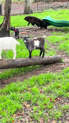 Line up everybody line up! | line dancing
