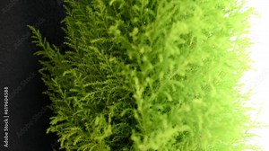 Thuja or cypress is an evergreen coniferous plant close-up. The focus is brought and moves from the background to the foreground. Selective focus