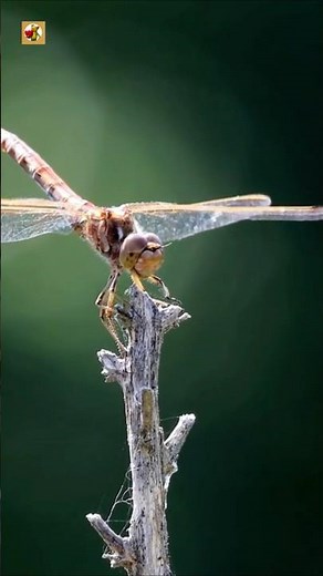 Sounds of a Dragonfly in Motion