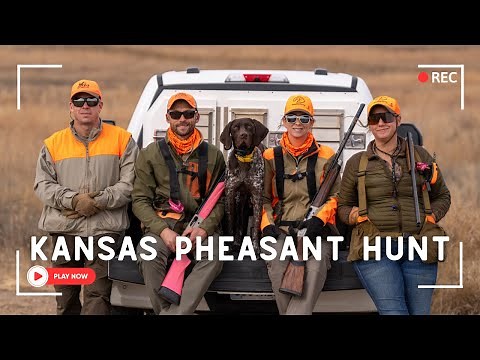 Kansas Pheasant Hunting With A Young German Shorthaired Pointer