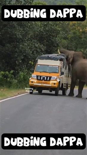 Irritating Fellow 🤣 #funny #cat #shorts #dog #shortsfeed #elephant #funnyanimals #dubbingdappa #pets