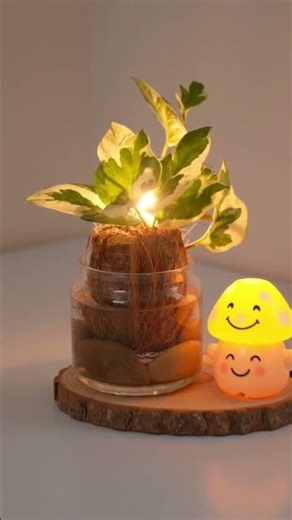 N- joy pothos propagation in water