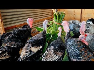 Turkey feeding and nutrition|What you need to know