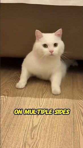 Why Cats Hide Under Bed | Why Cats Choose Hidden Safe Spaces