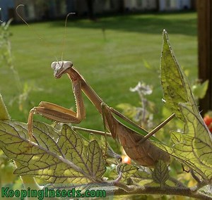 Chinese mantis - Alchetron, The Free Social Encyclopedia