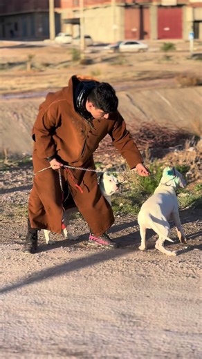 عشاق الكلاب: استكشاف سلالة الدوج الأرجنتيني