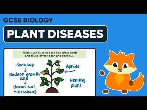 Plant Diseases - GCSE Biology