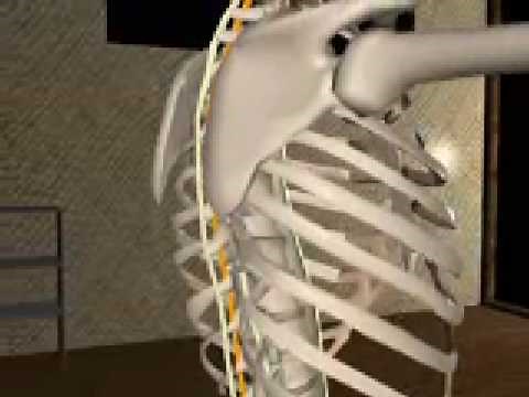 The spinal ligaments