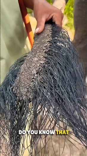 Rings Making from Elephant's Tail Hair 🤯