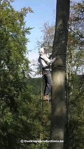 Abejas Melíferas. Su vida secreta en el bosque.