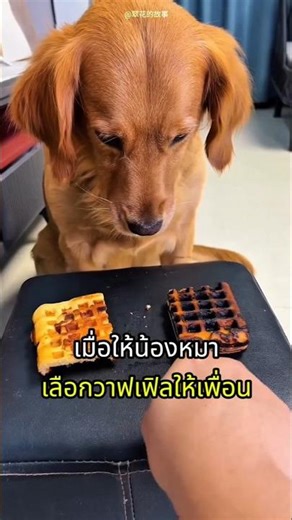เมื่อสุนัขต้องเลือกวาฟเฟิลให้เพื่อน