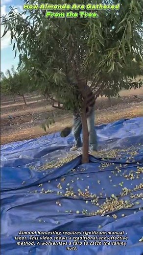 How Almonds Are Gathered From the Tree