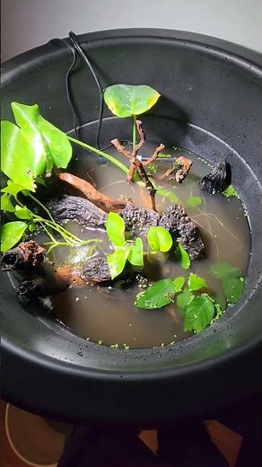 New Red Claw Crab Aquarium Setup