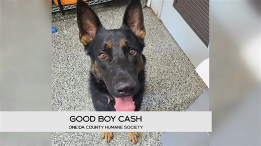 Help Cash find his fur-ever home this morning during homeward bound as Michael and Devin share this little fella from the Oneida County Humane Society! | Newswatch 12 Today