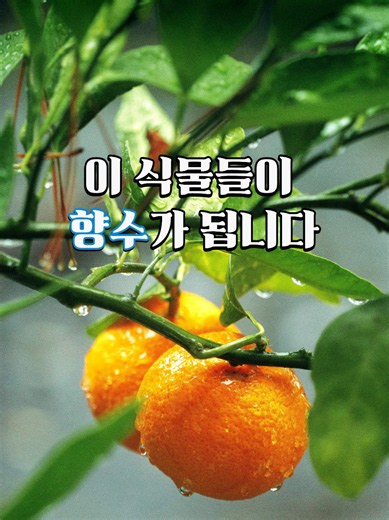 100% 유기농 향수 인공이 아닌 자연을 선택했습니다. 제라늄, 장미, 로즈마리, 클라리세이지 좋은향은 자연에서 시작됩니다. 내일부터 여름학기 자격증반 수업이 시작됩니다 ✔️ 원데이클래스 ✔️ 전문가 자격증 과정 ✔️ 외부강의 ✔️ DIY체험키트 #유기농향수 #아로마조향 #조향클래스 #조향공방 #유기농아로마
