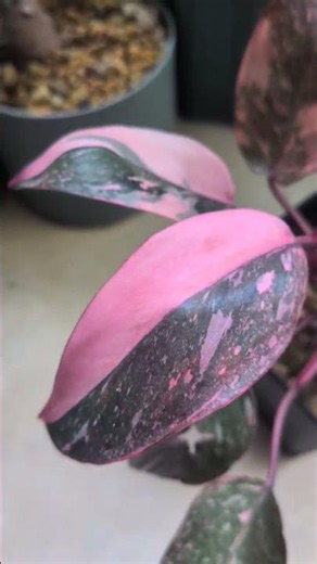 フィロデンドロン・ピンクプリンセスマーブル #plants #plantlover #houseplants #garden #rareplants