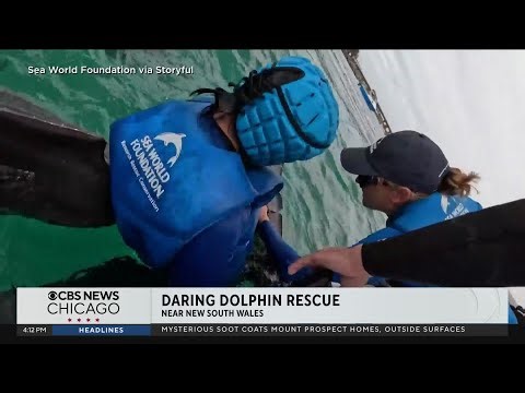 Sea World Foundation rescues dolphin from fishing line in Australia