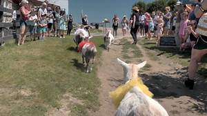 It's BAAA-ck! Pink Tie Dinner & Goatchella 2024 Tickets are available for the GOAT events of the summer. Pink Tie Dinner- August 23rd - where farm meets formal Goatchella- August 24th- celebrate farms, celebrate local, celebrate goats All details can be found on our website, you won't want to miss this!! www.hautegoat.com/goatchella | HAUTE GOAT