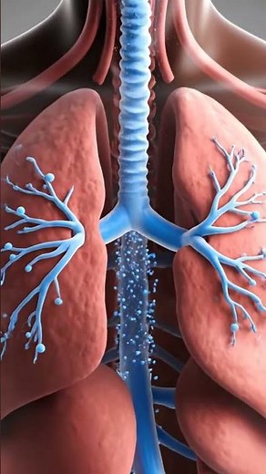 Human Respiratory System in Action | 3D Medical Animation of Breathing & Gas Exchange