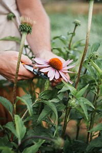 How we like to prepare Echinacea🌿🙌🏼💗 I’d love to know how do you prepare Echinacea! Share with me below👇🏼 #herbalist #plantmedicine #herbalmedicine #evolutionaryherbalism #echinacea #echinaceapurpurea #gardening #herbalist #astroherbalism #clinicalherbalism #clinicalherbalist #materiamedicamonthly | The School of Evolutionary Herbalism
