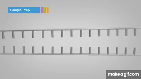 Overview of Illumina Sequencing by Synthesis Workflow | Standard SBS chemistry on Make a GIF