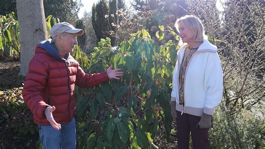Plants for 1.30.26: Heptapleurum delavayi (Ciscoe); Heptapleurum taiwanianum (Nita-Jo). NOTE: Both plants used to be classified under the genus Schefflera. | Bellevue Botanical Garden Society