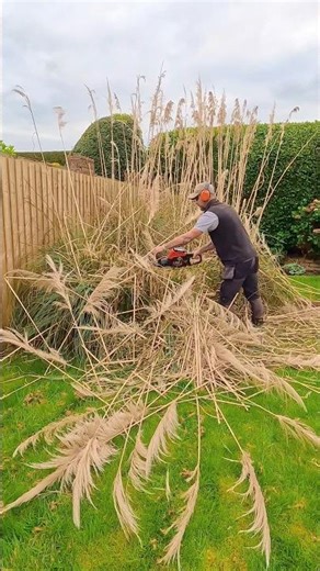 Pampas Trim #cramertools #cramertoolseurope #lewisgardenservicesltd