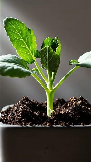 Growing Broccoli From Seed Time Lapse – 51 Days
