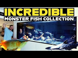 GIANT 10FT MONSTER FISH TANK TOUR | FEEDING GIANT TROPICAL FISH