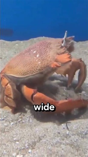 TOP 3 ALIEN-LOOKING CRABS 🦀👽 #animalfacts
