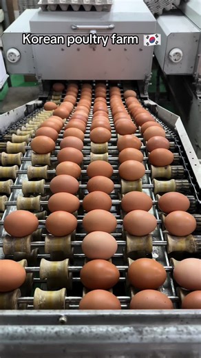 Exploring Korean Poultry Farms in Agriculture