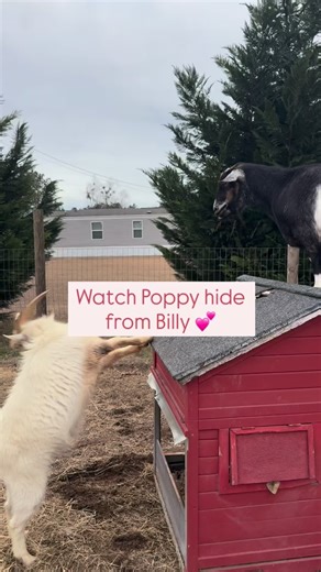 Baby goats loading for 2026 🐐 We borrowed a buck from a neighboring farm for a little “love week” with some of our lady goats — and Billy did NOT disappoint in the hair department. Truly gorgeous locks. 10/10. But Poppy? Poppy was not interested. She hid from him. Actively avoided him. Full rejection. 😂 Plot twist — a couple days later she was basically begging to go back. We see you, Poppy. 👀 So yes, we do expect little Poppy babies this year and we will absolutely keep you posted on that du