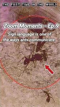 Zoom Moments - Ep.9 : Ants’ Secret Sign Language #Ants #Insects #SignLanguage #ZoomMoments