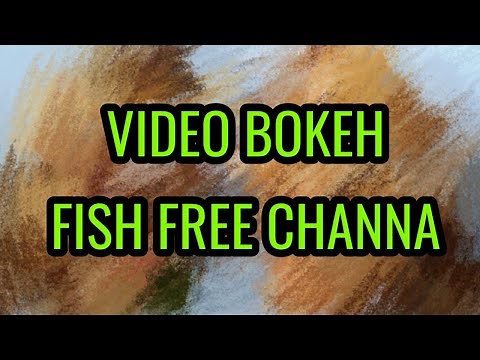 VIDEO BOKEH BACKGROUND FREE FULL 2022 || fish channa internasional background