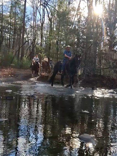 Why do horses often stand nose-to-tail in a group? A) To stay warm B) To take turns resting C) To keep flies away D) To watch for predators#Horses #TN #creek