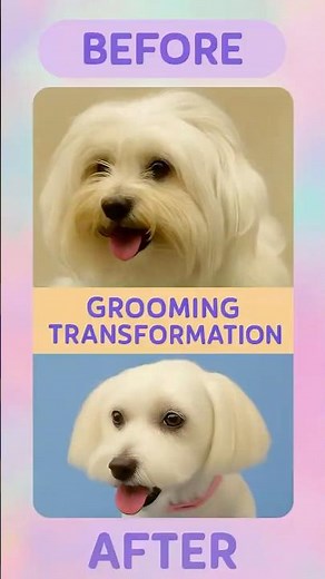 De-Shedding a Matted Bichon (How to De-Mat a Bichon Frise) #bichonfrize #pets #dog