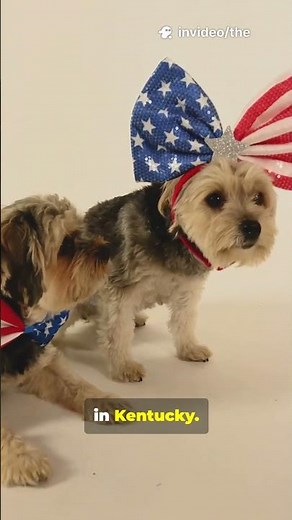 12 Dog Facts That Will Blow Your Mind!